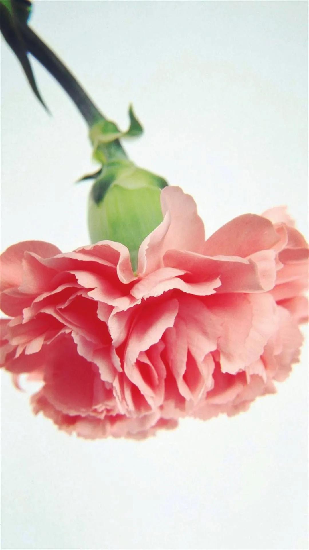 康乃馨花束壁纸,康乃馨壁纸手机超清全面屏