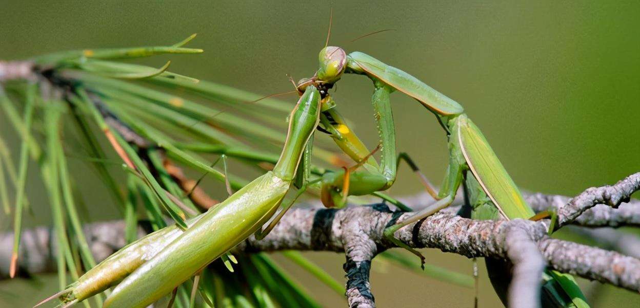 雌性螳螂吃雄性螳螂为什么不反抗,雄螳螂被母螳螂吃掉过程