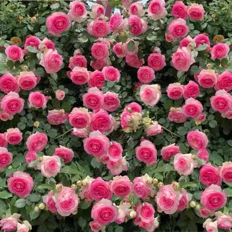 5多头藤本月季,50种漂亮月季