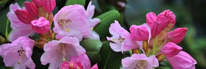 重庆区县怎么玩最合理,重庆各个区县好玩预览图