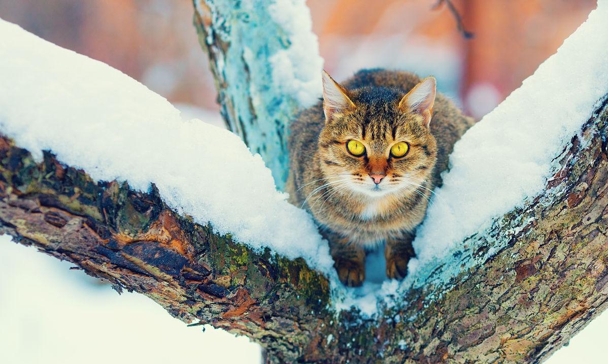 养宠物猫好还是养土猫好,土猫跟宠物猫有什么区别
