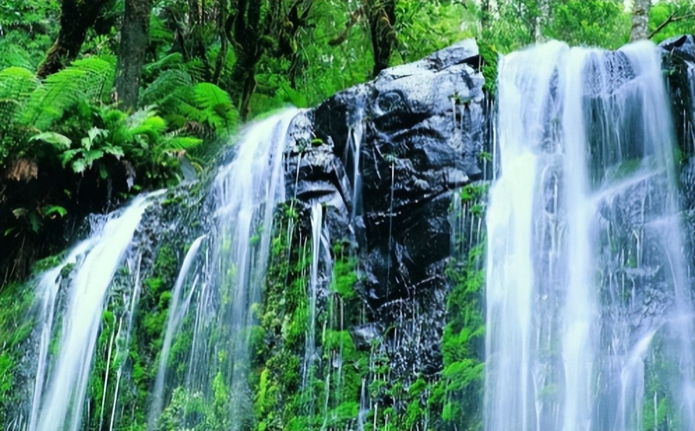 菊花用开水泡不开怎么办,菊花怎样才能泡出菊花茶的味道