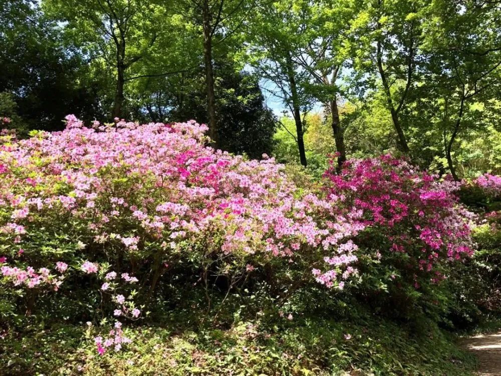 桂林雁山猫儿山,广州出发6天最适宜赏秋旅游