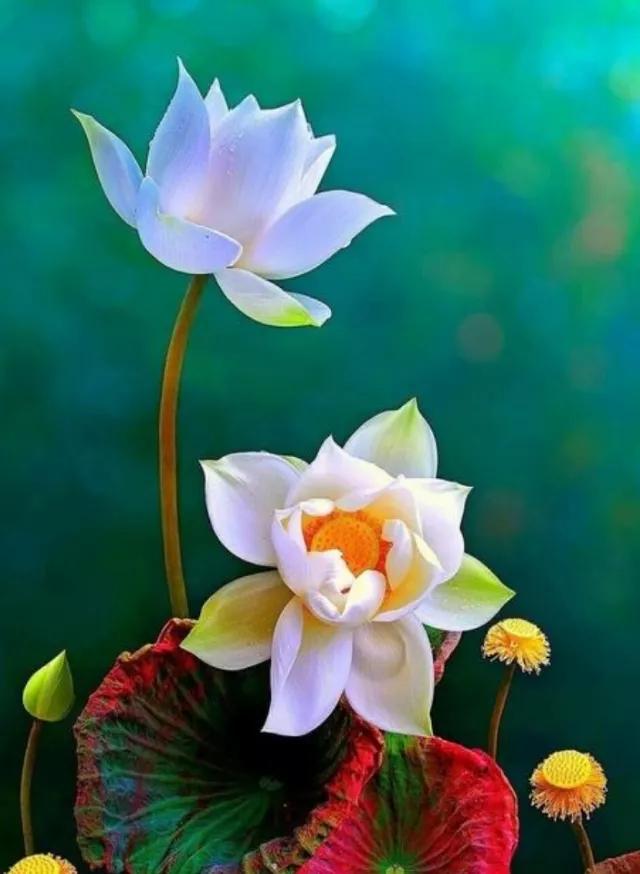 莲花图片大全唯美禅意心境,唯美莲花意境图片静心