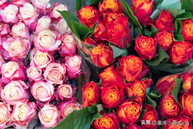 玫瑰花的葬礼,玫瑰花