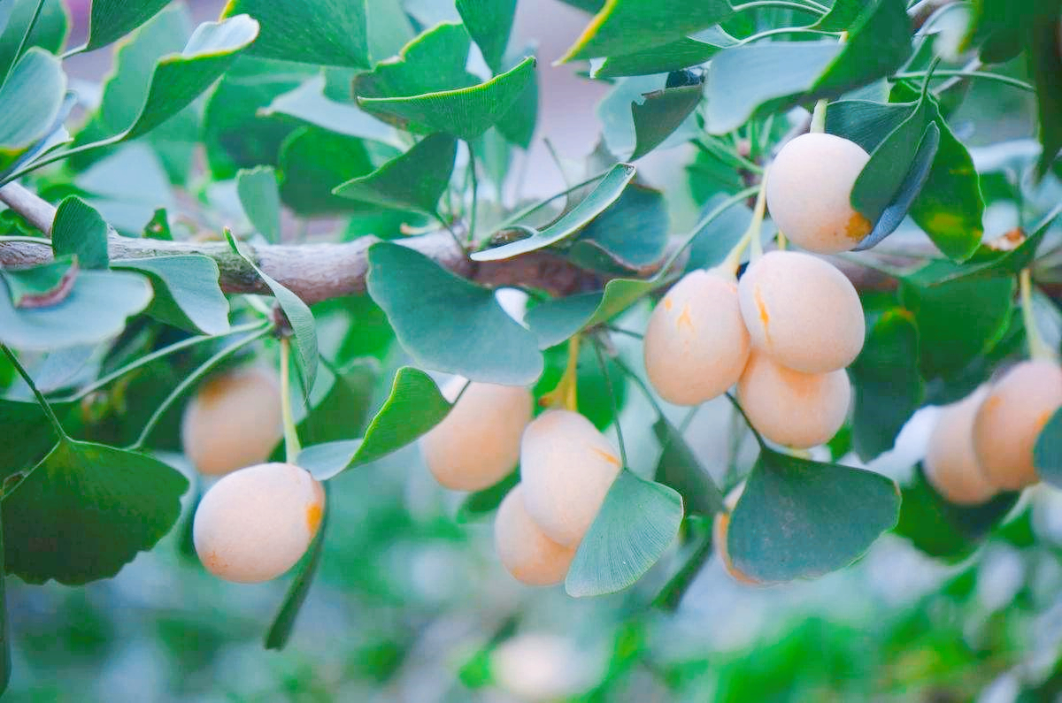 银杏树价格一落千丈,银杏果的价格90年代