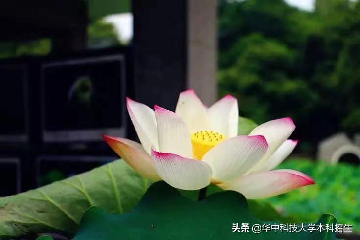 华中科技大学“专属五福”来了！5张“虎年福卡”正在派送，见者有份！