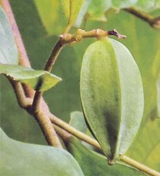 中药使君子,中药使君子图片大全