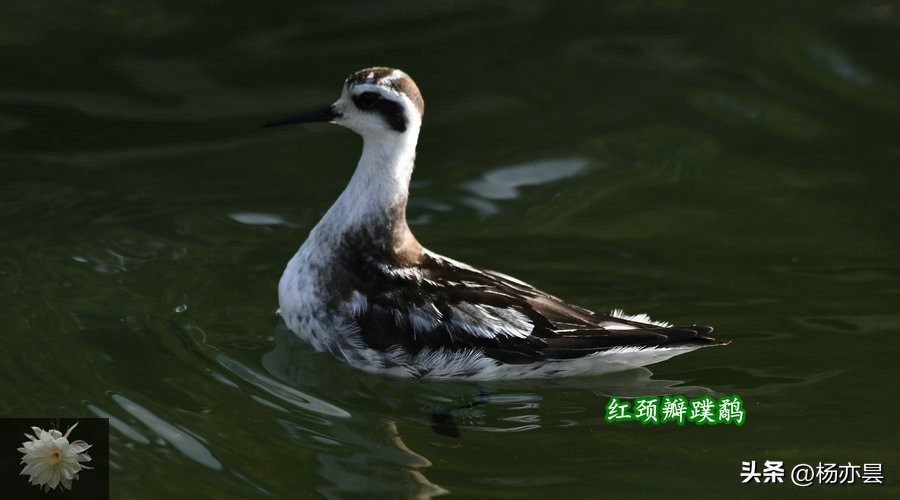 红瓣蹼鹬,红颈瓣蹼鹬声音