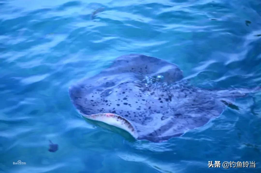 钓鱼时的趣事,钓鱼遇到的奇闻事