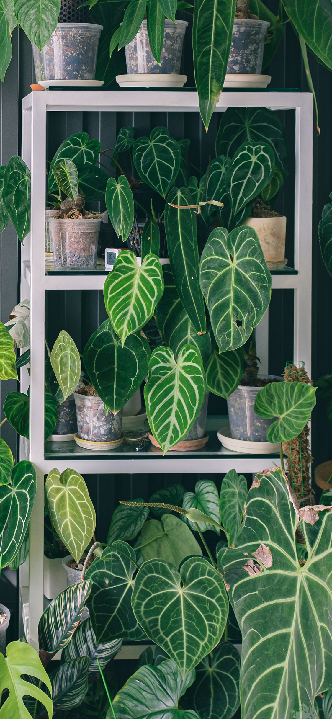 2023年手机壁纸,2023年最新款超清手机壁纸