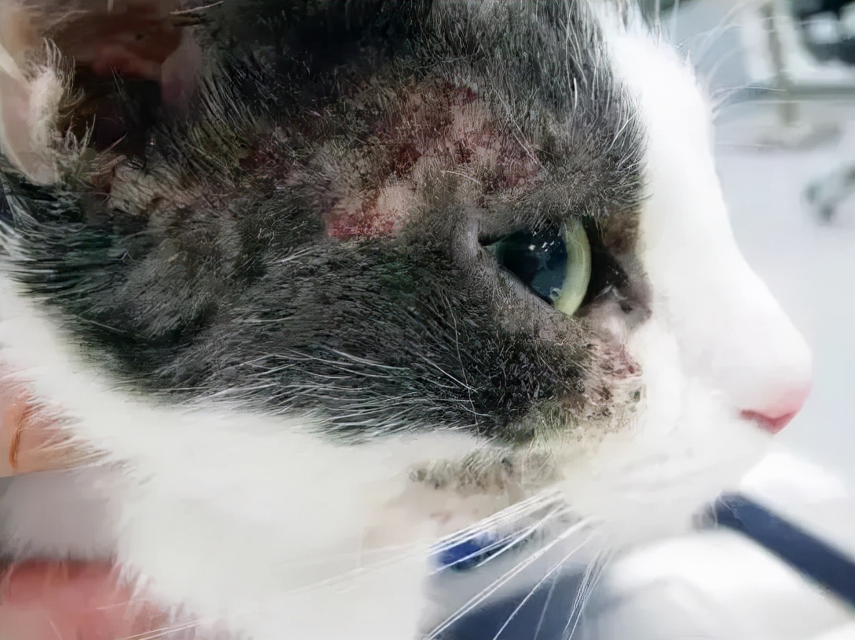 玫斯猫粮为什么是毒猫粮,玫斯全猫粮和幼猫粮