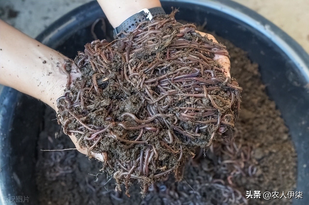 现在养蚯蚓前景如何,蚯蚓养殖这几年的前景如何