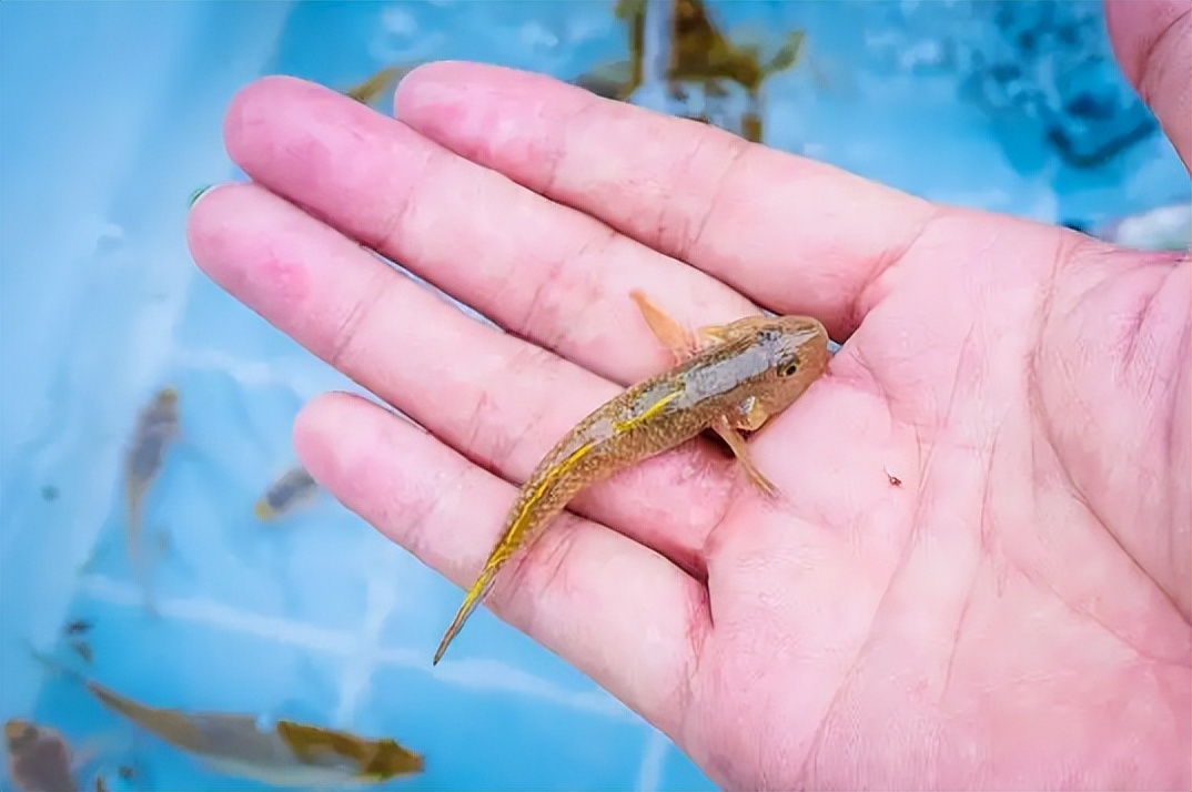 农村小杂鱼大全,农村5种不起眼的小杂鱼