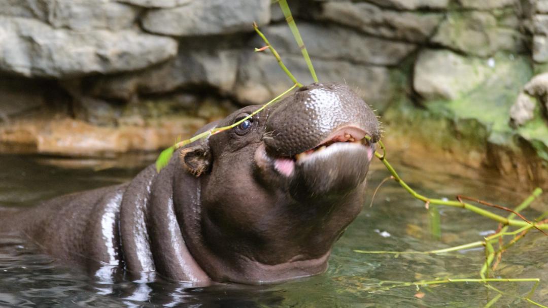 科普|只有河马能做到的事