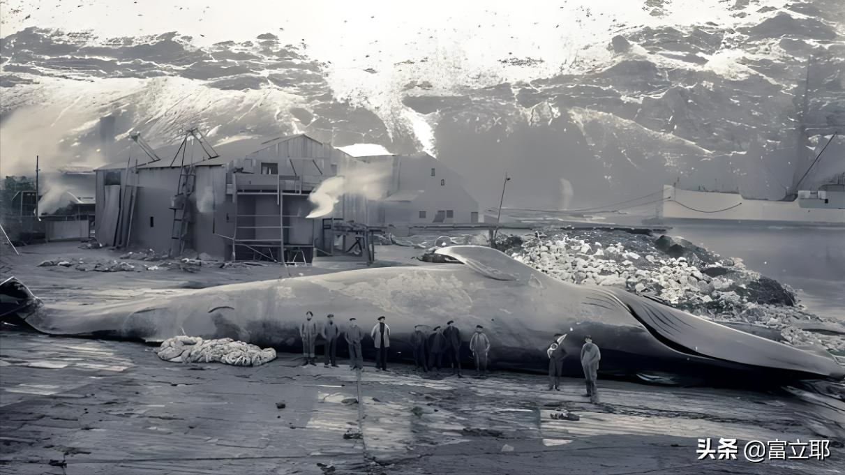 深海巨鲸有多可怕,蓝鲸10秒内就能吞下100吨的海水