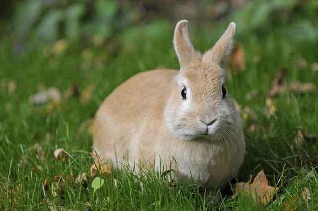 家里养什么宠物最招财聚财,家里养什么小宠物招财能带来好运