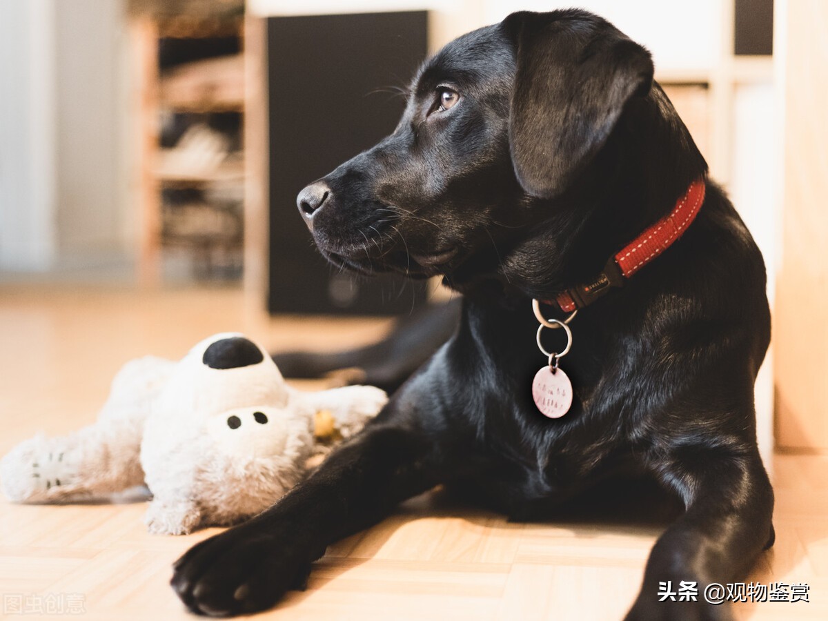 狗的种类分别有哪几种详细说明,狗的种类总的来说可以分为哪7类