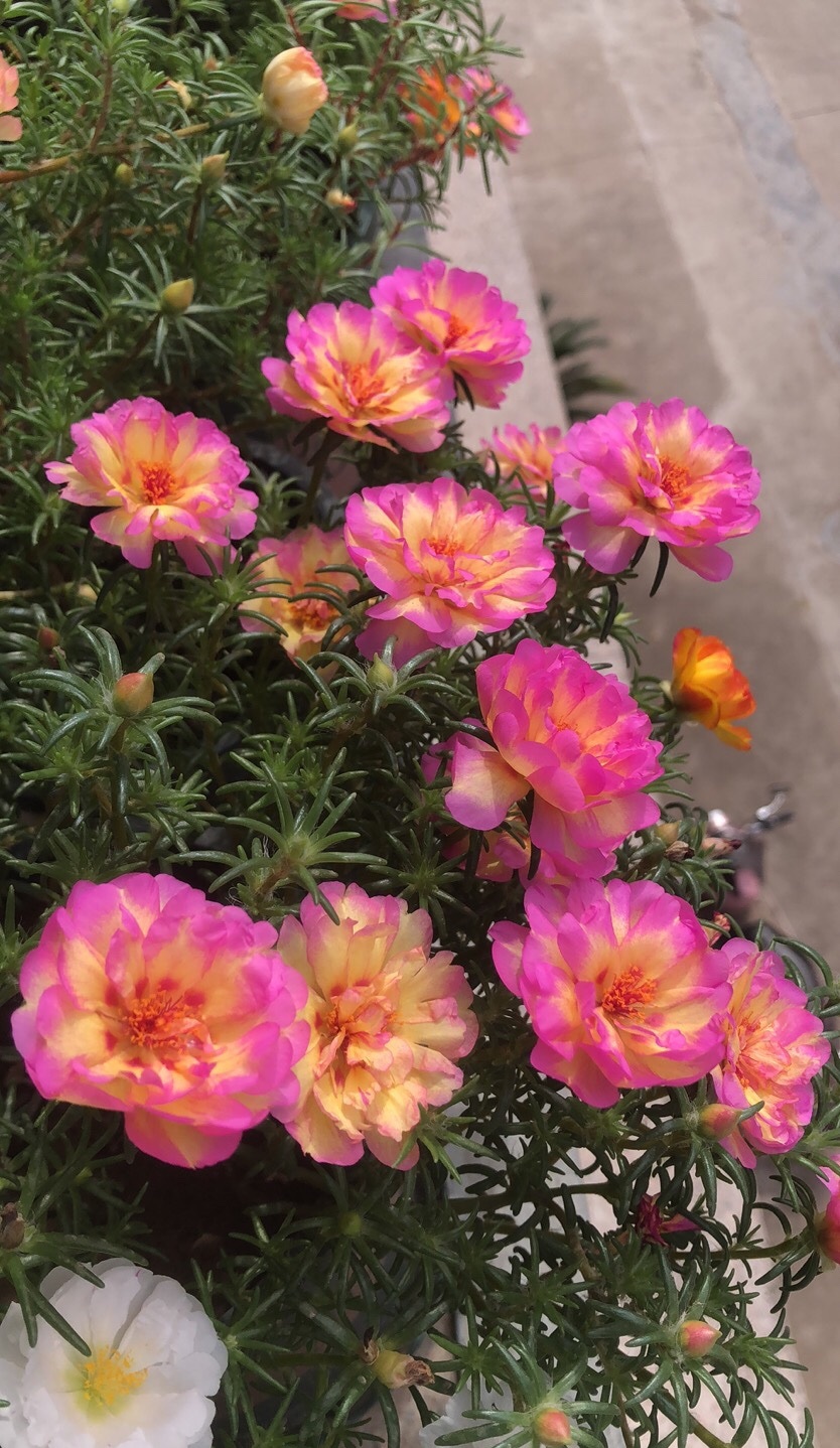 四季开花室内好养的植物太阳花,夏天花期长又好养的花太阳花