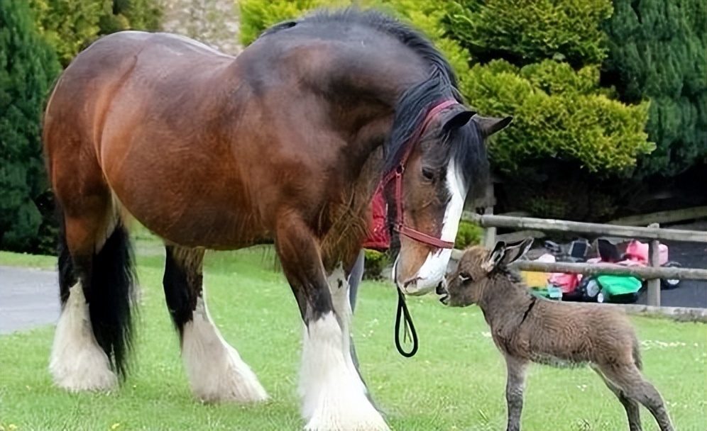 世界上载重最大的马,体型最大的马有多高