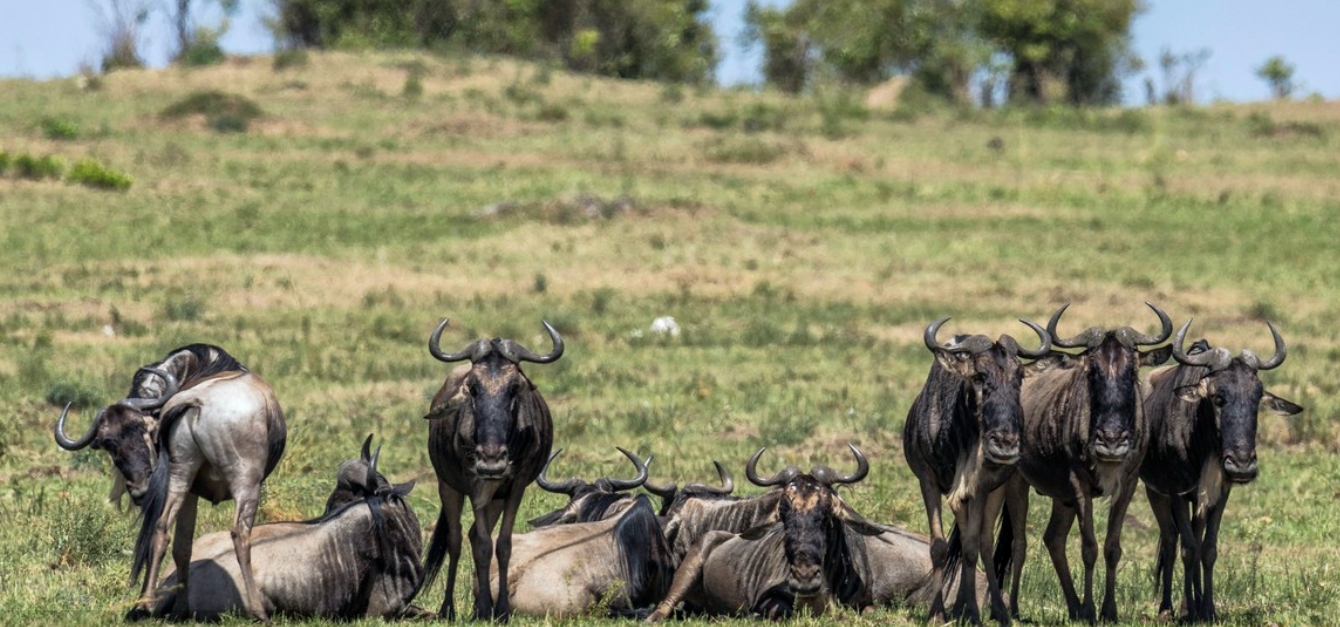 非洲草原上的“粮库”角马，社交与繁殖方式，都十分奇特