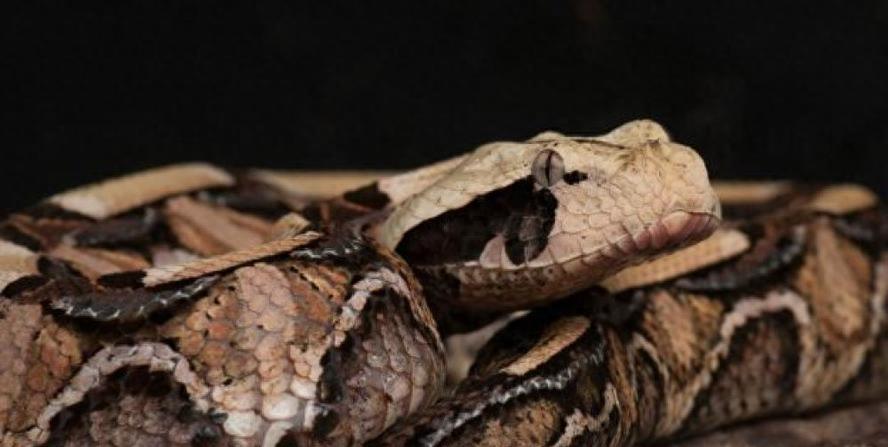 世界最胖毒蛇？单杀眼镜王蛇！非洲致命杀手加蓬咝蝰到底多恐怖？