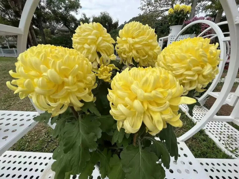 深圳市东湖公园一年一季的菊花展,深圳的东湖公园的菊花展漂亮极了