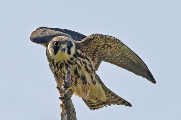 大学生掏16只鸟被判10年真实情况,大学生掏鸟16只获刑10年半的原因