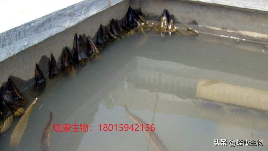 水蛭养殖技术和管理,水蛭养殖技术及管理