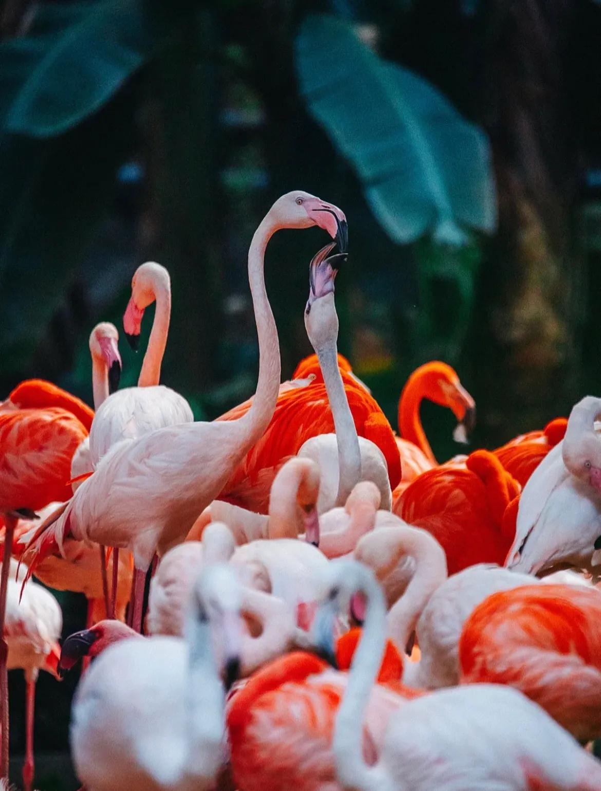 一篇文章告诉你：广州长隆跟珠海长隆有什么不一样？