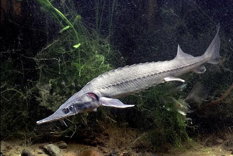 最好养的观赏鱼冷水鱼有哪些中型,冷水鱼有哪些观赏鱼比较好看