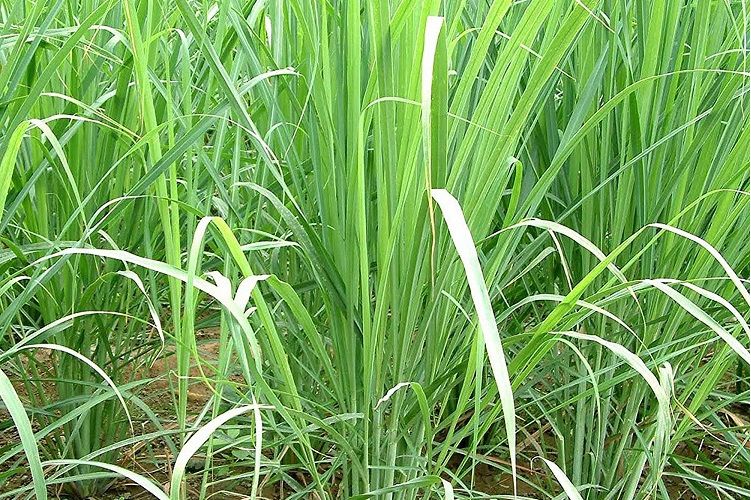 和香茅草长得相似的香料,香草和香茅草区别图片