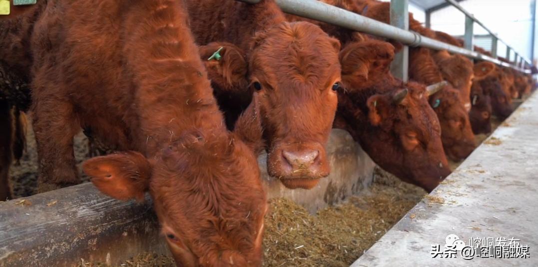 “我们这十年”丨崆峒：“畜”势勃发“牧”歌欢唱