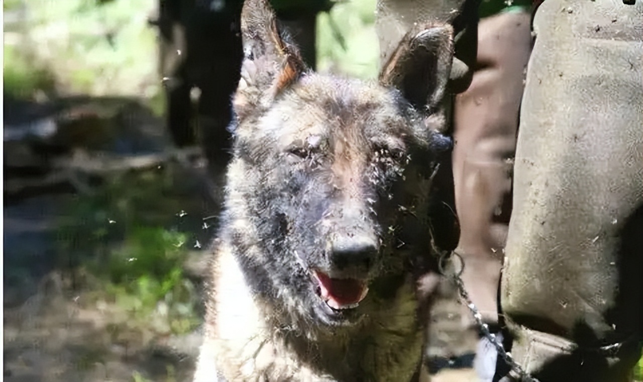 最危险边防区7条军犬,中国最惨烈的军犬