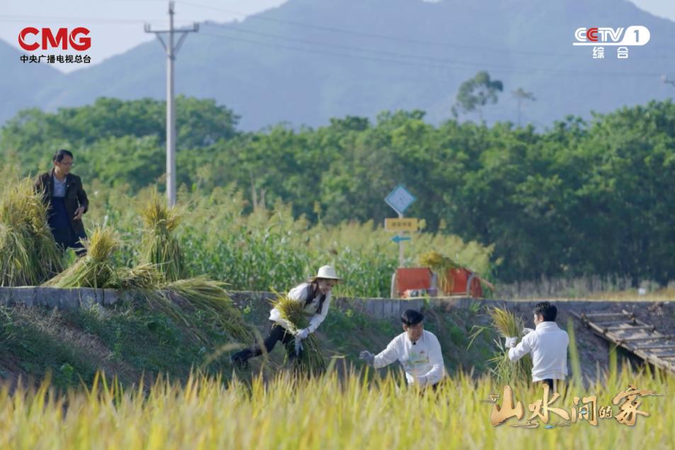 纪录片山水之间之柿饼之乡,探访柿饼制作工厂和传统农家