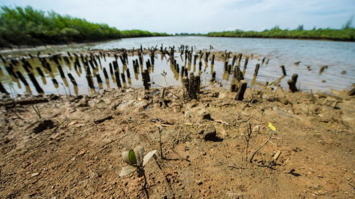 黑虎虾泛滥成灾美国再遭生物入侵,美国泛滥成灾的虎虾