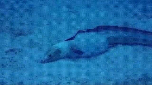 海底奇观欣赏,海底世界奇妙之旅图片