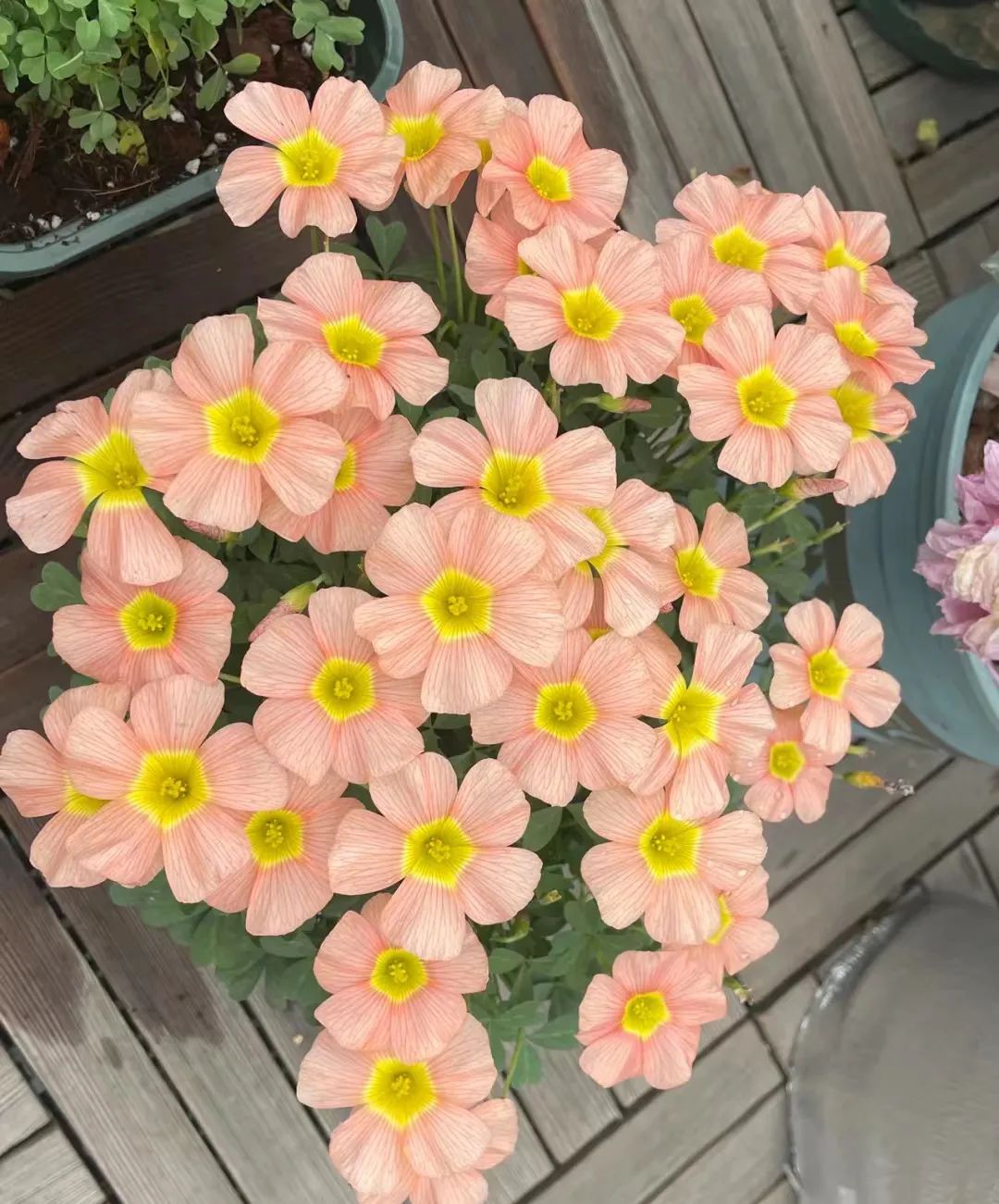 适合在路边种的野花,那些路边不起眼的花儿