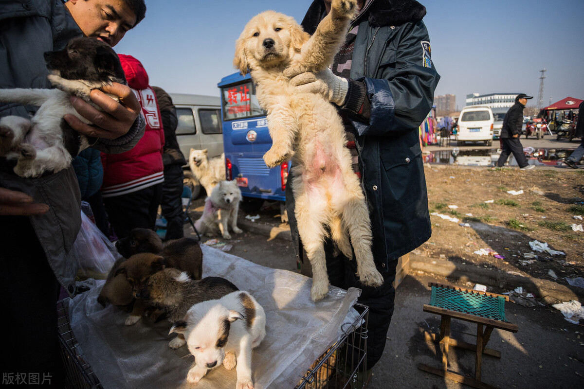 狗市买狗=肉包子打狗？普遍活不过七天，养宠小白重灾区