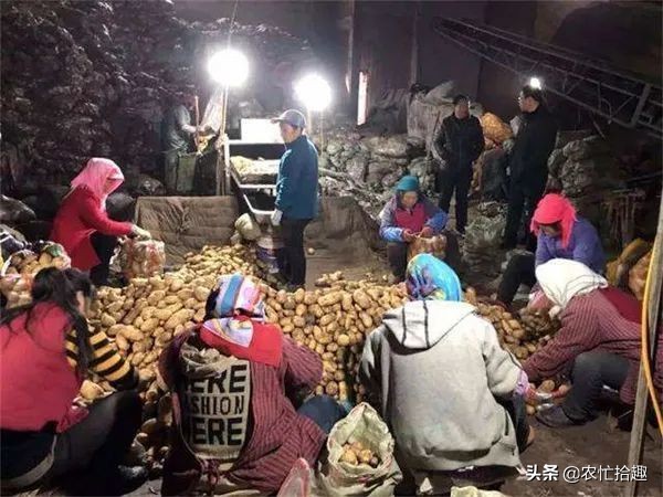 数百吨压仓卖不动,低至4毛5一斤,商家还在压价,农户亏大了