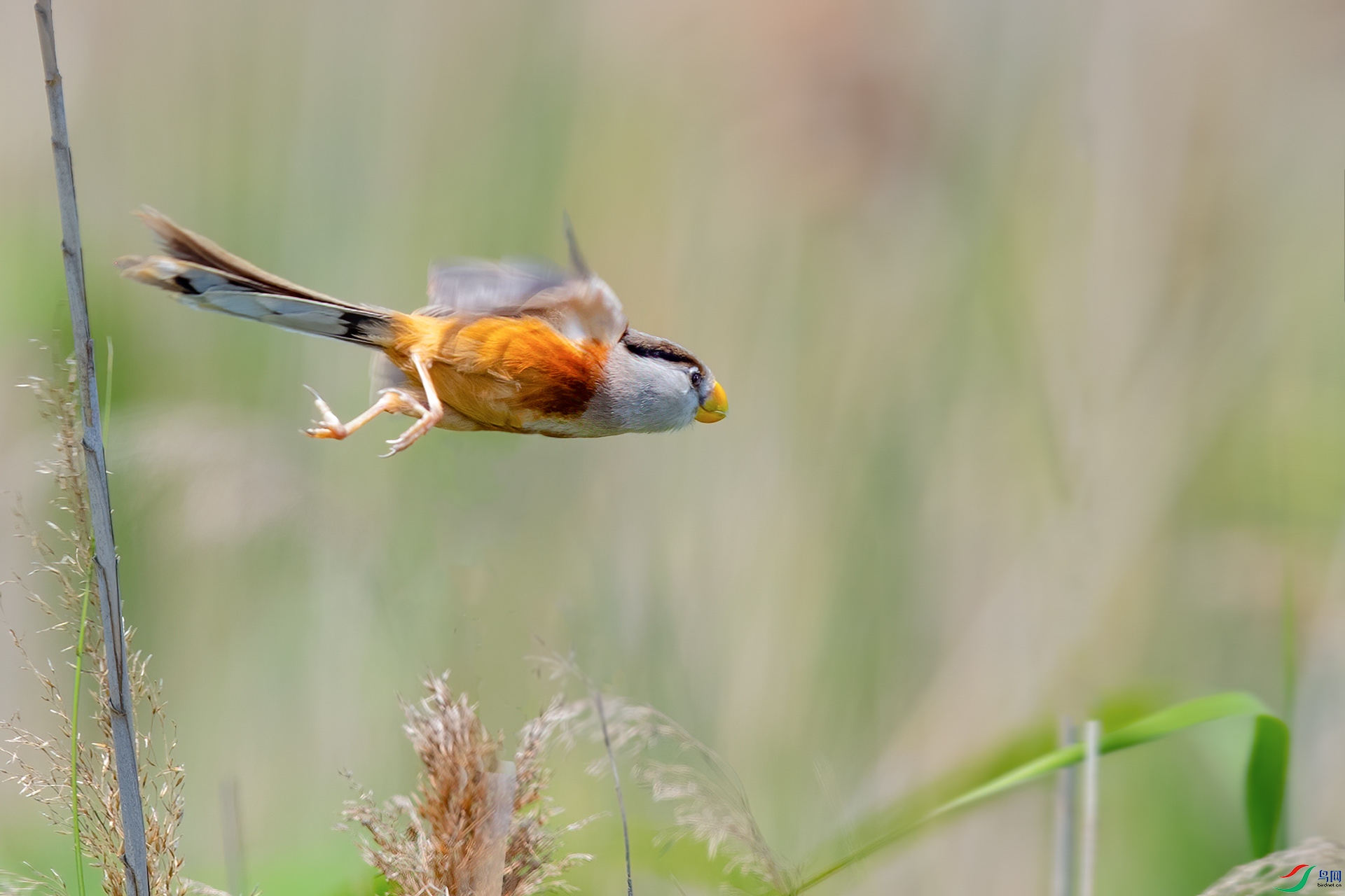 说文解字第602课,说文解字第534课