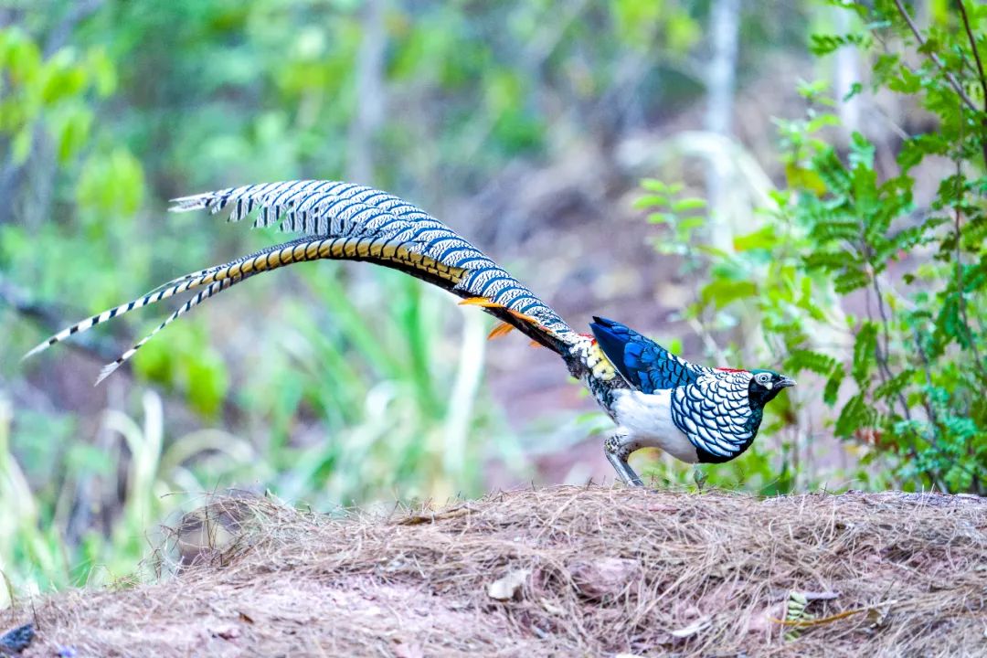 昆明七彩云南怎么样,七彩云南避暑家园
