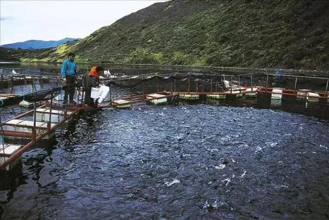 男子20万买一条半死不活的鱼,小伙花800元买一条蓝色大鱼