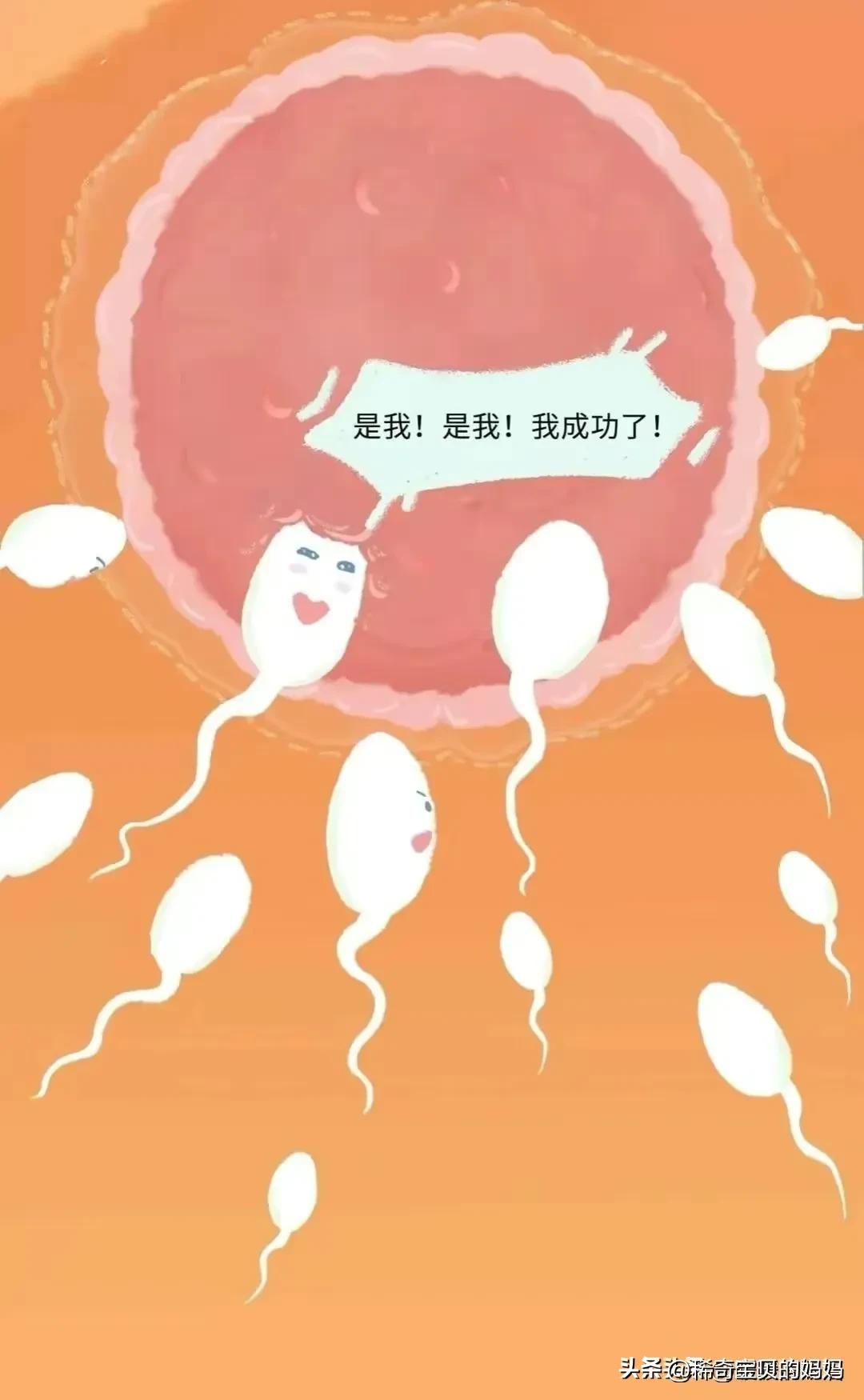 科普知识小蝌蚪怎么成长为青蛙,小蝌蚪动画的成长过程