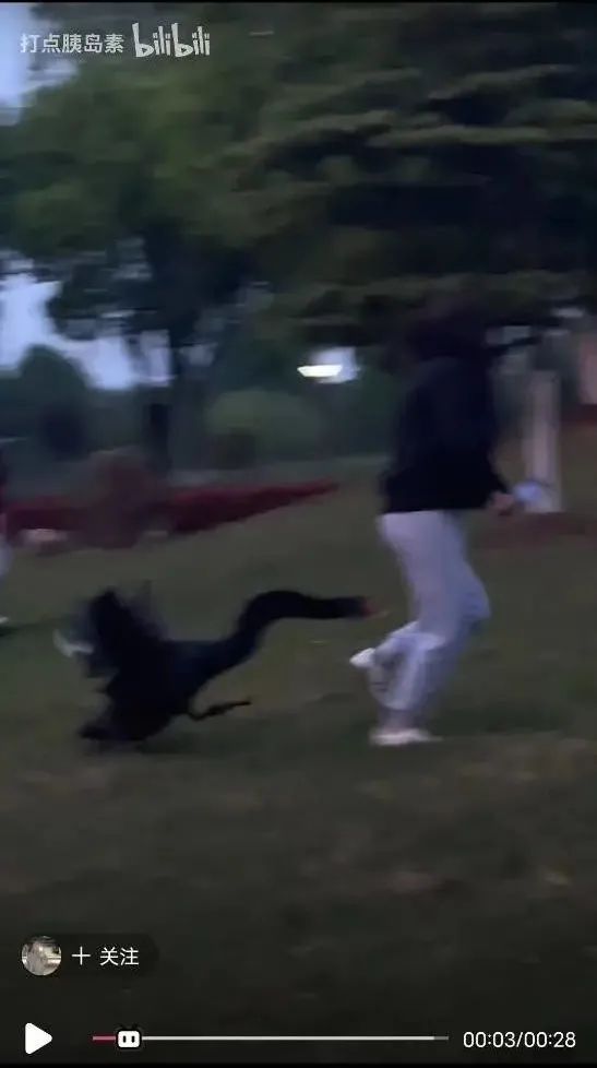 被黑天鹅打了,被黑天鹅打了一顿