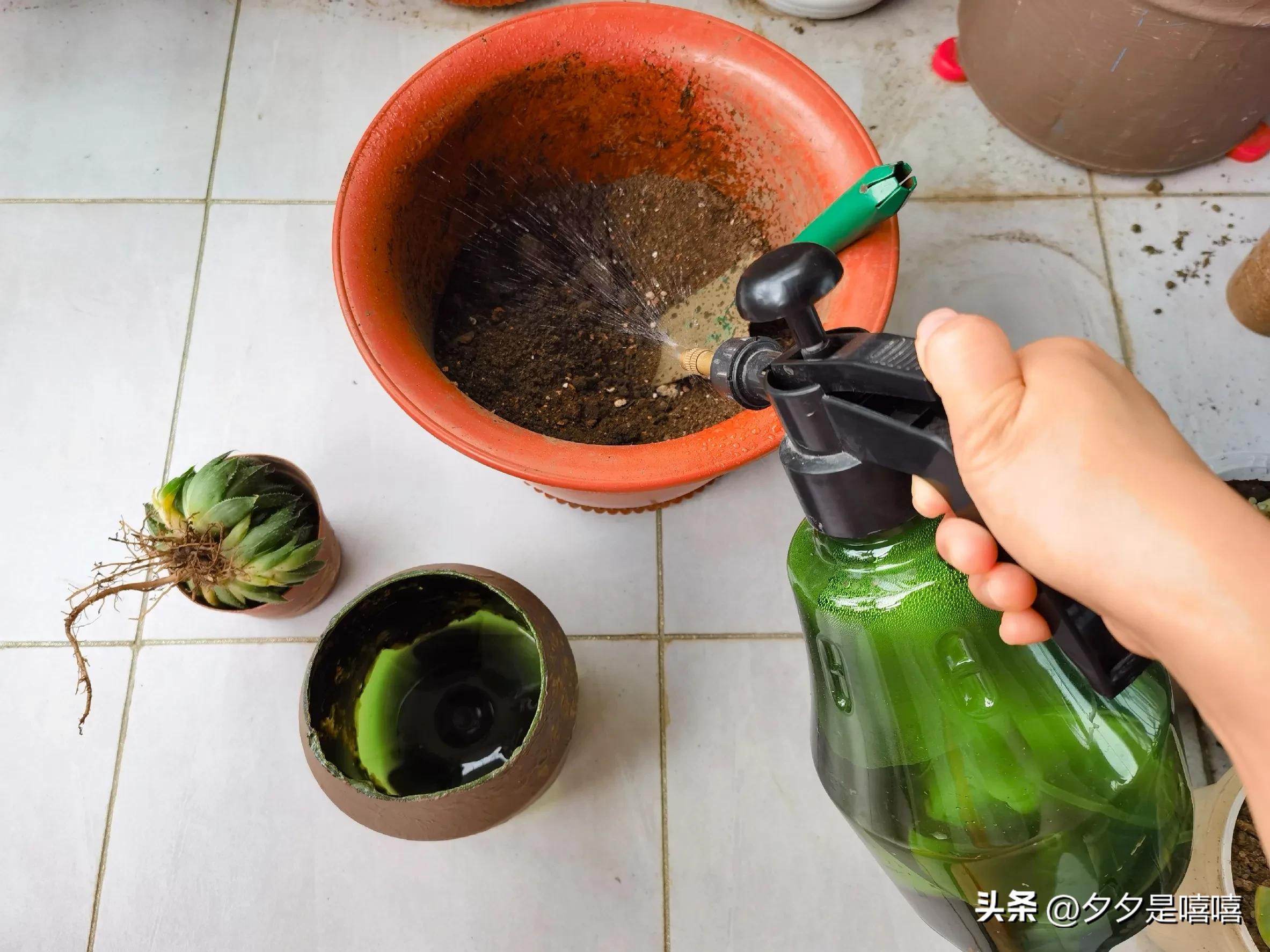 波露盆栽养殖方法,阳台种植稻谷视频