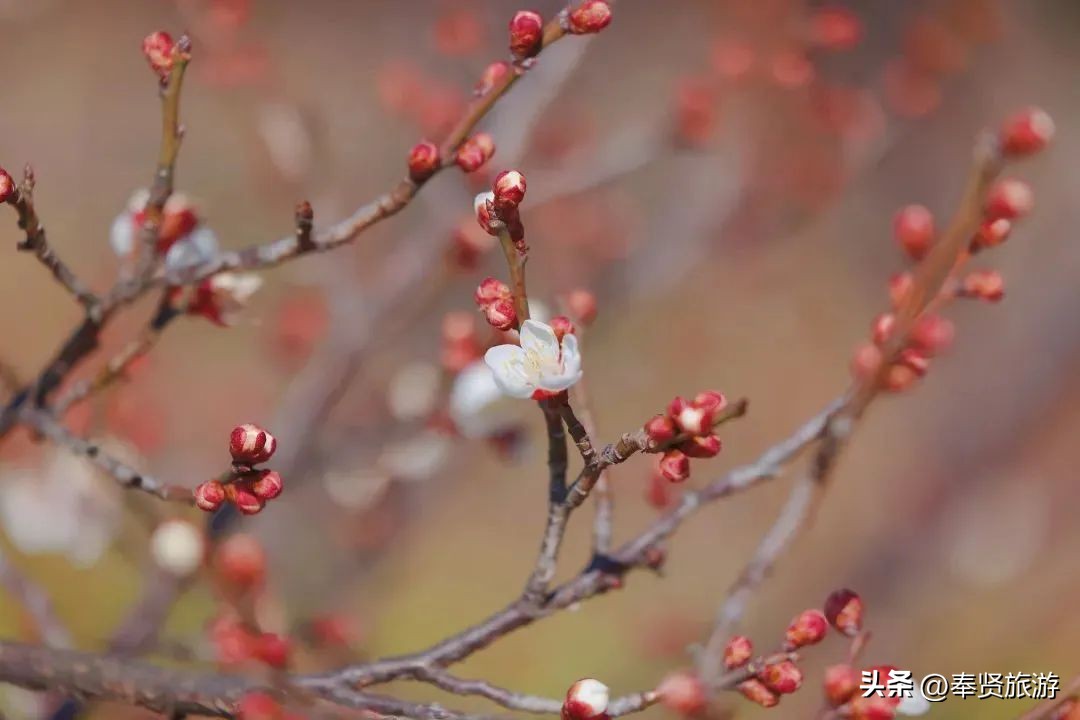 赏梅胜地梅园,赏梅好时节