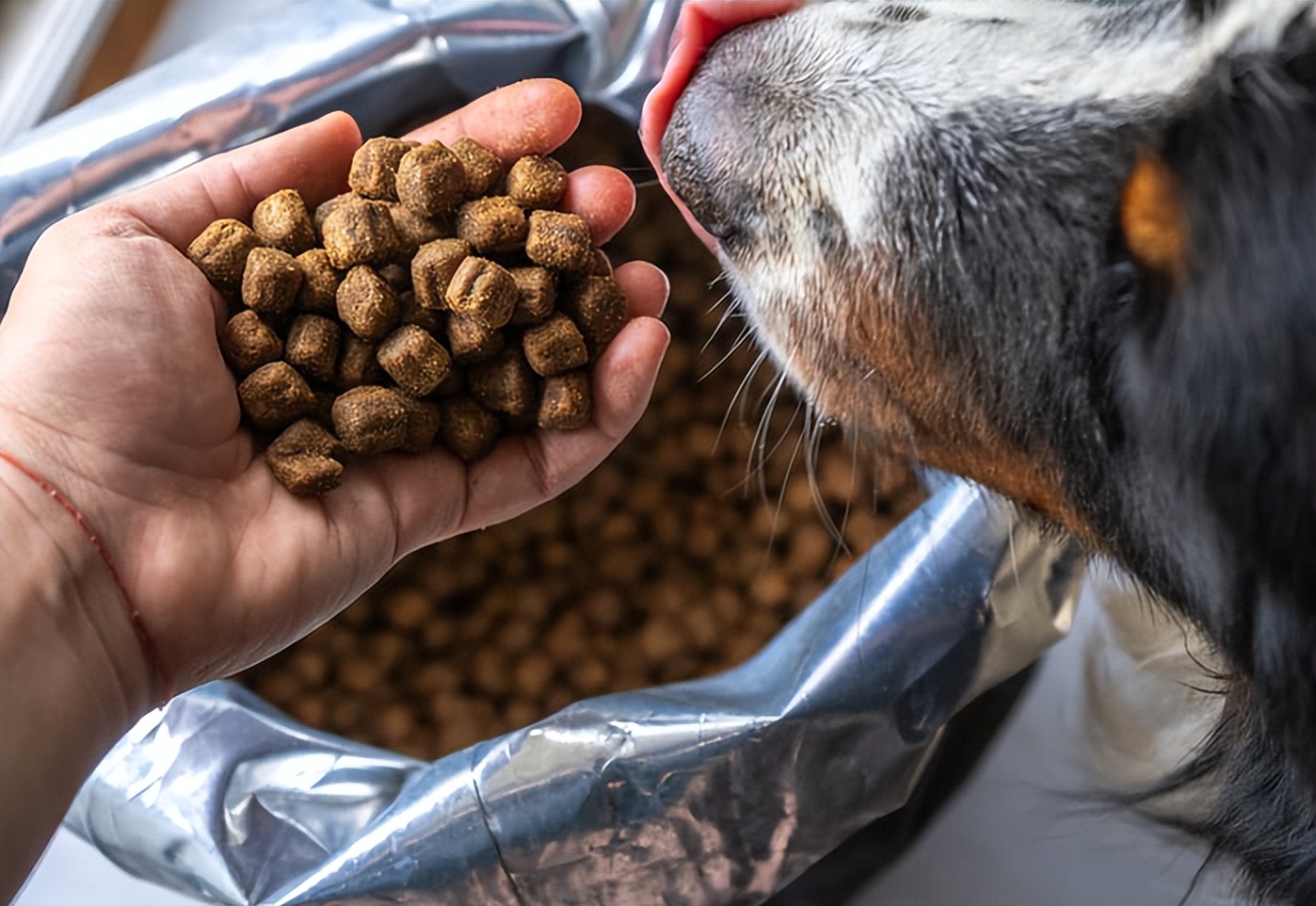 狗狗厌食挑食怎么办,狗狗厌食怎么办吃了东西就吐