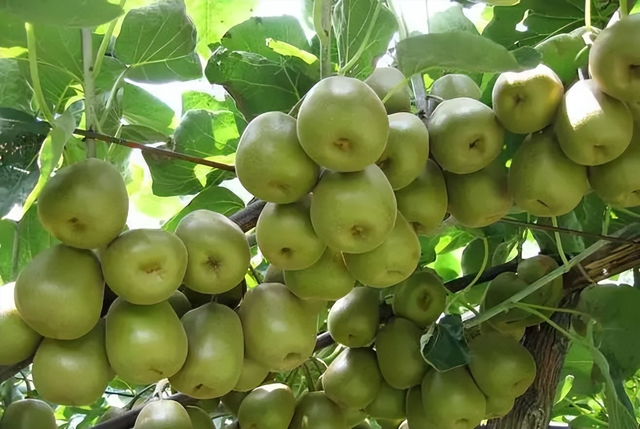 植物识别小口诀，总结的太全了！