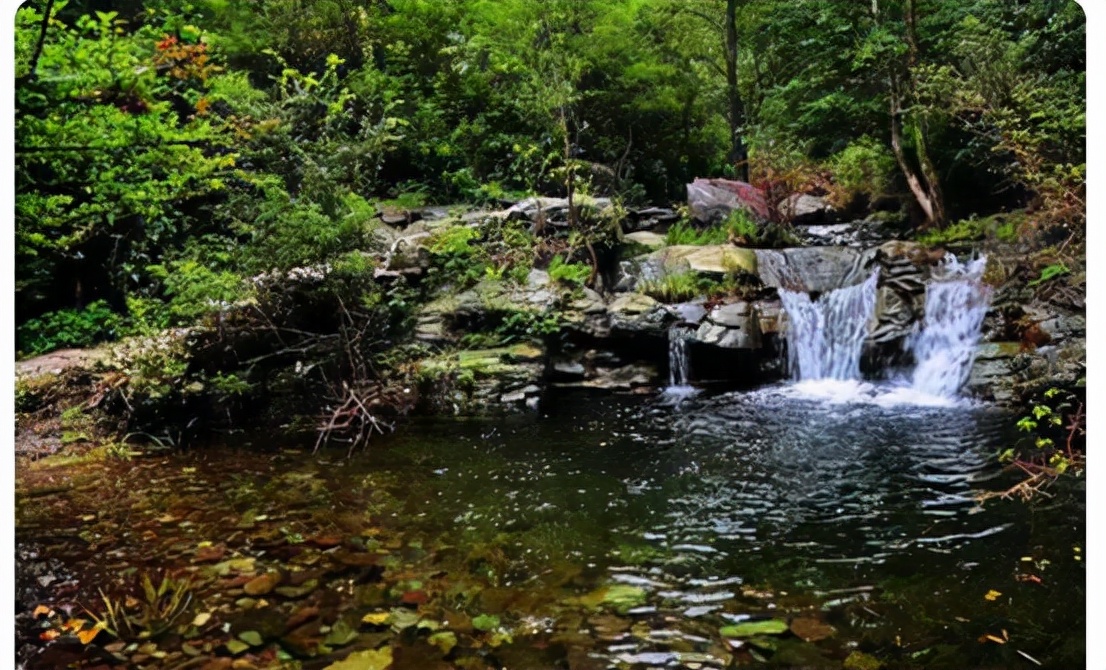 新物种深圳巨腹蟹好吃吗,深圳巨腹蟹发现物种